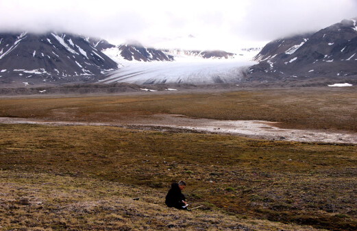 Warmer winters in Svalbard are not good for plants