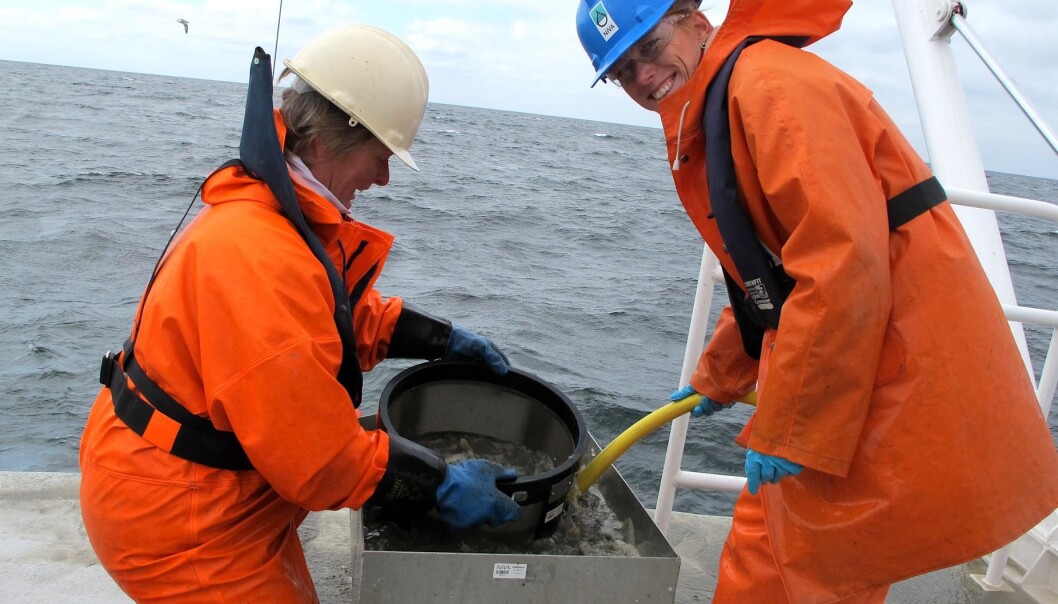 Along the Norwegian coast to the Skagerrak, researchers from NIVA investigated the fauna at the soft bottom and measured environmental variables like temperature, salinity and nutrients for 20 years. They revealed that climate related factors and changes in nutrient levels affected the species composition the most. Along the Norwegian coast to the Skagerrak, researchers from NIVA investigated the fauna at the soft bottom and measured environmental variables like temperature, salinity and nutrients for 20 years. They revealed that climate related factors and changes in nutrient levels affected the species composition the most.