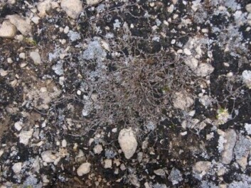 The flora on Spitsbergen is not benefiting from warmer winters. The photograph shows a dead purple saxifrage. (Photo: Jarle W. Bjerke) The flora on Spitsbergen is not benefiting from warmer winters. The photograph shows a dead purple saxifrage. (Photo: Jarle W. Bjerke)