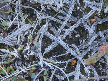 White arctic bell-heather sprouts, in different colours. (Photo: Jarle W. Bjerke) White arctic bell-heather sprouts, in different colours. (Photo: Jarle W. Bjerke)