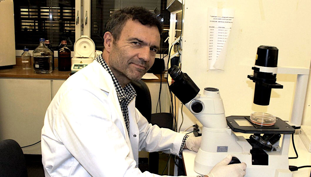 Professor Fahri Saatcioglu is already planning clinical trials on humans. (Photo: Bjarne Røsjø) Professor Fahri Saatcioglu is already planning clinical trials on humans. (Photo: Bjarne Røsjø)