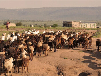 If global warming is stabilised below 1.5°C, the risk of people in developing countries suffering serious harm during heatwaves may be significantly reduced. Furthermore, the risk may be lowered if these countries experience rapid socio-economic development. (Photo of Masai people herding animals: Kathrine Torday Gulden) If global warming is stabilised below 1.5°C, the risk of people in developing countries suffering serious harm during heatwaves may be significantly reduced. Furthermore, the risk may be lowered if these countries experience rapid socio-economic development. (Photo of Masai people herding animals: Kathrine Torday Gulden)