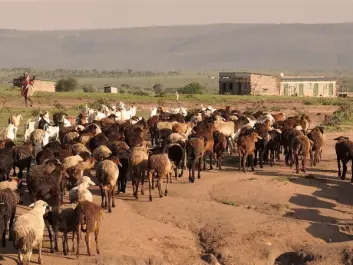 If global warming is stabilised below 1.5°C, the risk of people in developing countries suffering serious harm during heatwaves may be significantly reduced. Furthermore, the risk may be lowered if these countries experience rapid socio-economic development. (Photo of Masai people herding animals: Kathrine Torday Gulden)