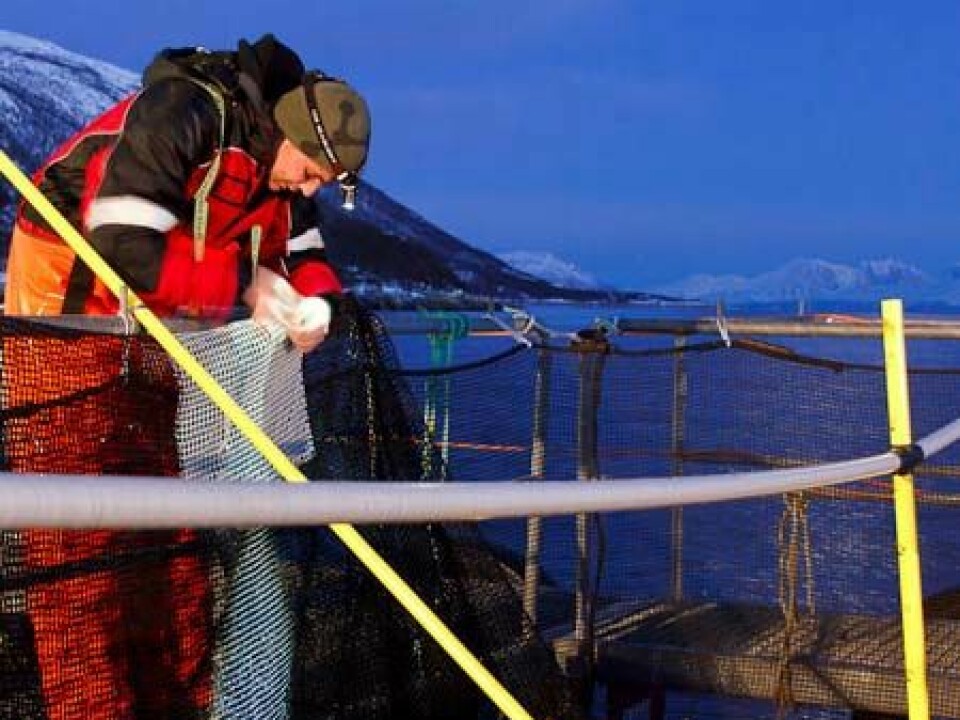 Scientists can now give recommendations on how fish farming industries can improve daily husbandry practices to minimise damage to their fish (Photo: Tor Evensen, Nofima)