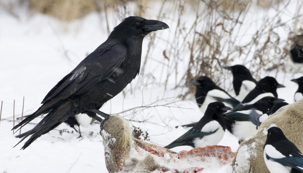 En ravn sitter på et rådyrkadaver innafor sikkerhetssonen rundt Tsjernobylreaktoren. Dyrelivet blomstrer som aldri før i dette området. (Foto: Vasily Fedosenko, Reuters) En ravn sitter på et rådyrkadaver innafor sikkerhetssonen rundt Tsjernobylreaktoren. Dyrelivet blomstrer som aldri før i dette området. (Foto: Vasily Fedosenko, Reuters)