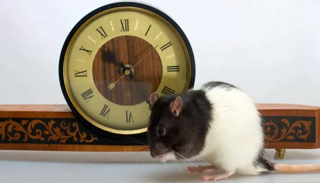 Forskning på rotter viser at organene aldres på ulik måte.  (Illustrasjonsfoto: Microstock)