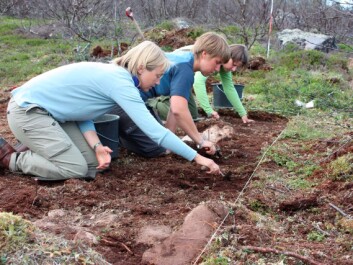 Students digging into the past of Northern Norway. (Photo: Jan Ingolf Kleppe) Students digging into the past of Northern Norway. (Photo: Jan Ingolf Kleppe)