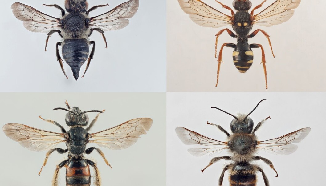 The Pine cone bee (Coelioxys lanceolata), Marsham's nomad bee (Nomada marshamella) Mason bee (Osmia maritima) and the gipsy rose bee (Andrena hattorfiana) (Photo: Arnstein Staverløkk/NINA) The Pine cone bee (Coelioxys lanceolata), Marsham's nomad bee (Nomada marshamella) Mason bee (Osmia maritima) and the gipsy rose bee (Andrena hattorfiana) (Photo: Arnstein Staverløkk/NINA)