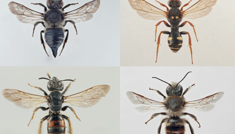 The Pine cone bee (Coelioxys lanceolata), Marsham's nomad bee (Nomada marshamella) Mason bee (Osmia maritima) and the gipsy rose bee (Andrena hattorfiana) (Photo: Arnstein Staverløkk/NINA)