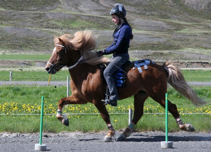 Islandshesten er kjent for sin evne til å tølte og gå i passgang. Her er en hest som tølter. (Foto: Sveinn Ragnarsson) Islandshesten er kjent for sin evne til å tølte og gå i passgang. Her er en hest som tølter. (Foto: Sveinn Ragnarsson)