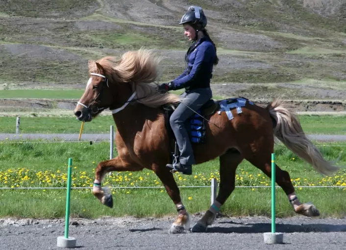Islandshesten er kjent for sin evne til å tølte og gå i passgang. Her er en hest som tølter. (Foto: Sveinn Ragnarsson)