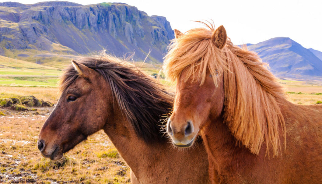 Guðrún Stefánsdóttir har undersøkt hva som skjer med islandshesten når den arbeider. (Illustrasjonsfoto: Microstock) Guðrún Stefánsdóttir har undersøkt hva som skjer med islandshesten når den arbeider. (Illustrasjonsfoto: Microstock)