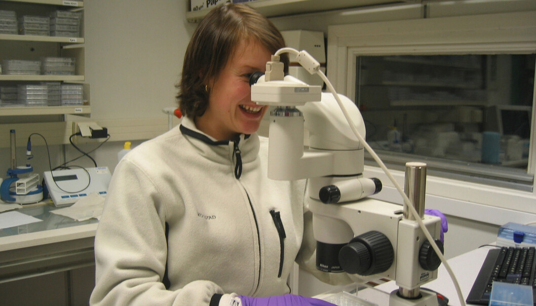 It is very time consuming to create crystals from proteins. In addition, there is no guarantee that the scientist will succeed. (Photo: NorStruct) It is very time consuming to create crystals from proteins. In addition, there is no guarantee that the scientist will succeed. (Photo: NorStruct)