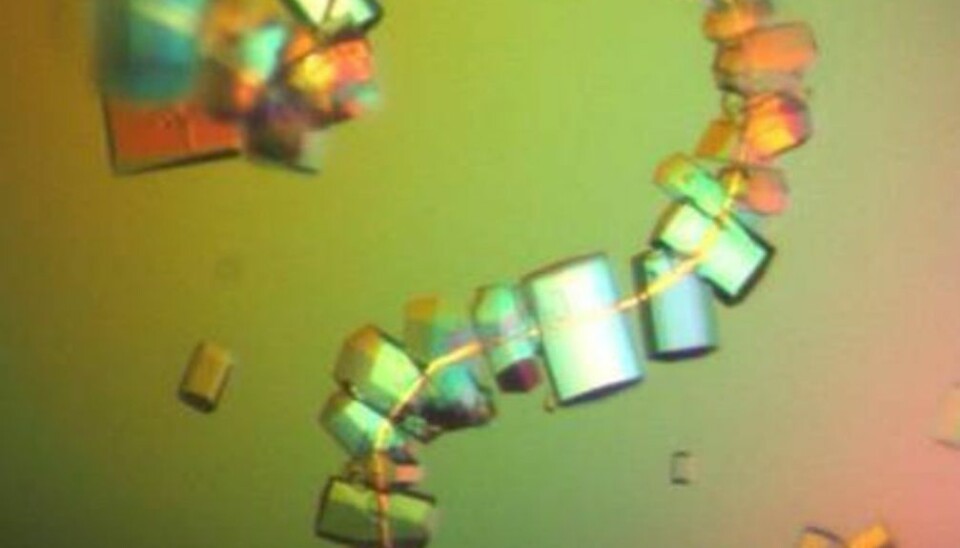 QUESTION MARK: the protein in these crystals is involved in an attack on a salmon by the bacterium Vibrio salmonicida. The crystals found a hair upon which to grow, which is what created the question mark. (Photo: NorStruct)