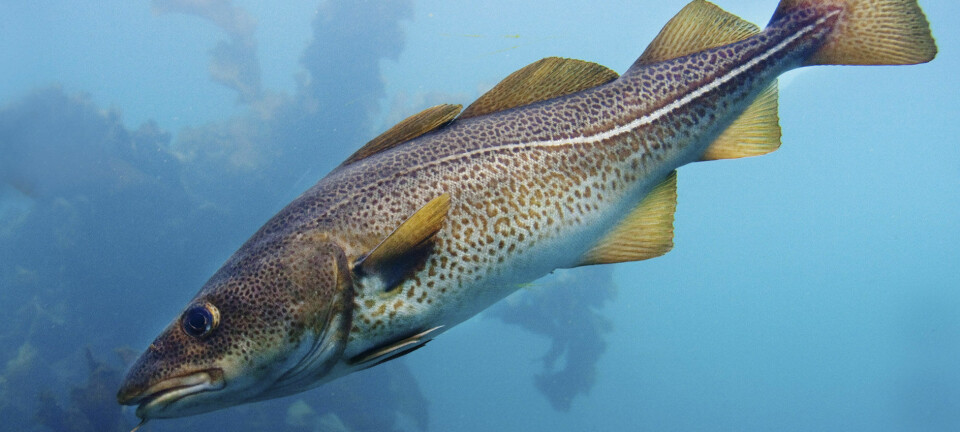 Klimaendringer gir fordeler for enkelte arter som torsk, hyse og dypvannsuer. (Foto: Havforskningsinstituttet)