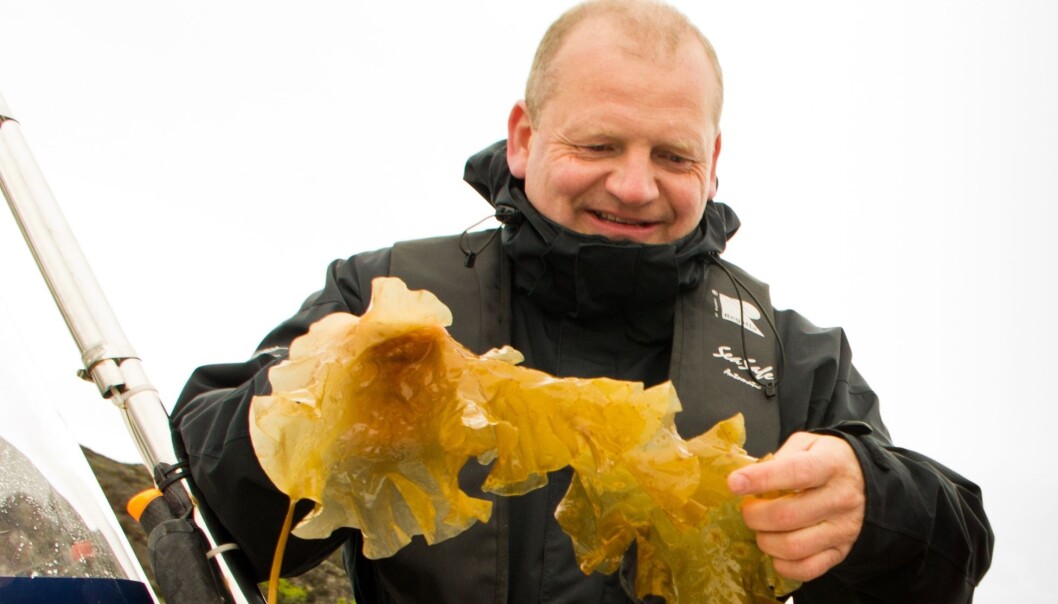 Nofima-forskar Dagbjørn Skipnes ser matmoglegheiter i dei frodige tareflaka. (Foto: Marit Bendz) Nofima-forskar Dagbjørn Skipnes ser matmoglegheiter i dei frodige tareflaka. (Foto: Marit Bendz)