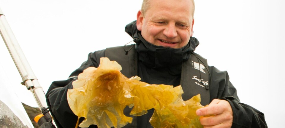 Nofima-forskar Dagbjørn Skipnes ser matmoglegheiter i dei frodige tareflaka. (Foto: Marit Bendz)