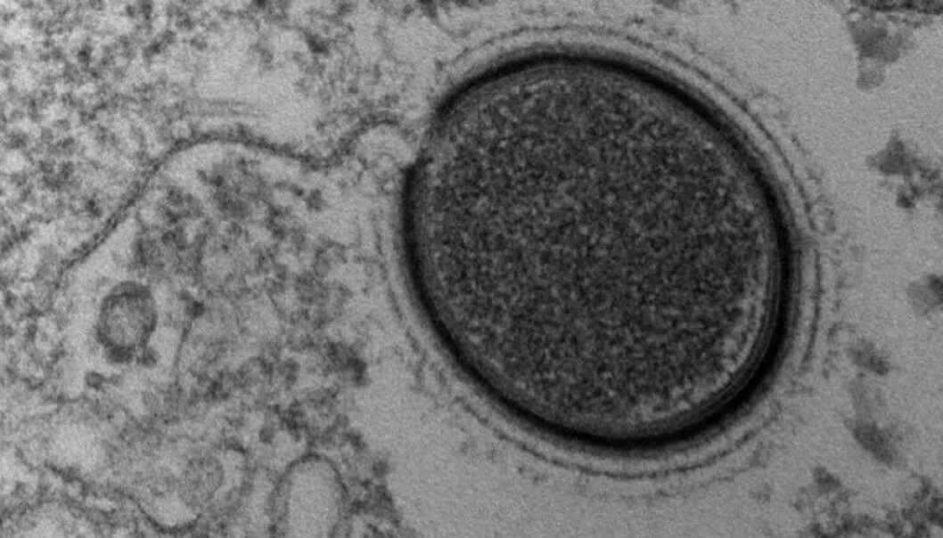 Mollivirus sibericum er, i virusperspektiv, gigantisk med sine 0,6 mikrometer. (Foto: IGS, CNRS-AMU) Mollivirus sibericum er, i virusperspektiv, gigantisk med sine 0,6 mikrometer. (Foto: IGS, CNRS-AMU)