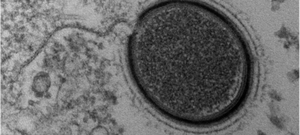 Mollivirus sibericum er, i virusperspektiv, gigantisk med sine 0,6 mikrometer. (Foto: IGS, CNRS-AMU)
