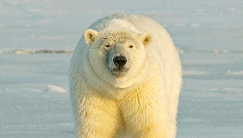 Polar bears have a double problem with chemicals that are fat-soluble, because they are at the very top of the food chain, and because they eat seals which are very rich in fat. (Photo: Colourbox)