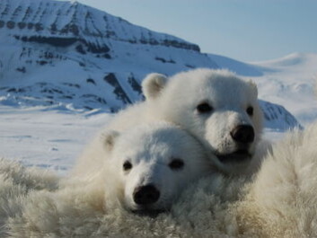 PCB might affect the polar bears' chance of survival in the Arctic (Photo: Jenny Bytingsvik) PCB might affect the polar bears' chance of survival in the Arctic (Photo: Jenny Bytingsvik)