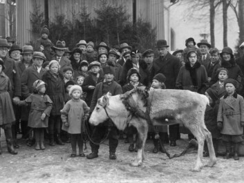"Trygve Danielsen with reindeer in Odense, circa 1933" (Source: private photo) "Trygve Danielsen with reindeer in Odense, circa 1933" (Source: private photo)