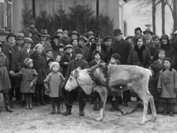 "Trygve Danielsen with reindeer in Odense, circa 1933" (Source: private photo)