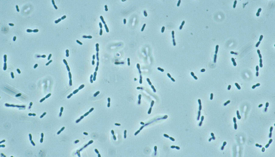 Methylobakter tundripaludum. (Photo: Mette Svenning)