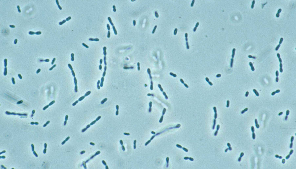 Methylobakter tundripaludum. (Photo: Mette Svenning)