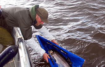 Tagging wild salmon into the deep north
