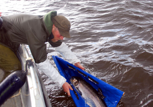 Tagging wild salmon into the deep north