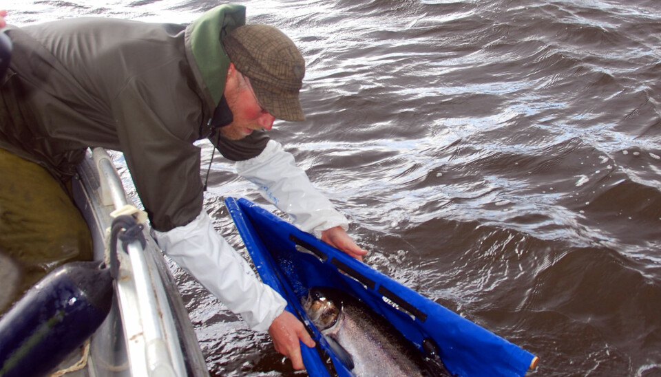 Professor Audun Rikardsen sets out a tagged salmon in the ocean. (Photo: Salmotrack)