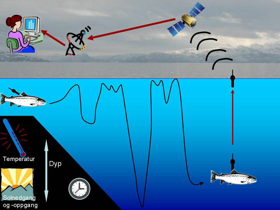 Signals from the tagged salmon are picked up by a satellite and
then sent to researchers' computers. (Illustration: Audun Rikardsen / Salmotrack)