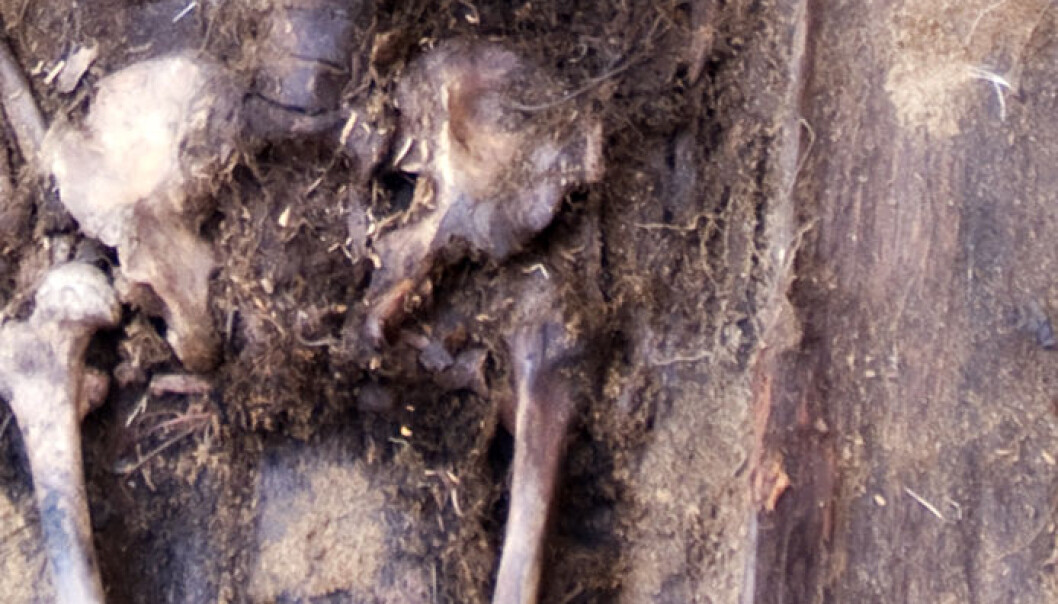 The remains of a young man who was autopsied tell a story of the earliest public health services in Finnmark. (Photo: Asgeir Svestad) The remains of a young man who was autopsied tell a story of the earliest public health services in Finnmark. (Photo: Asgeir Svestad)