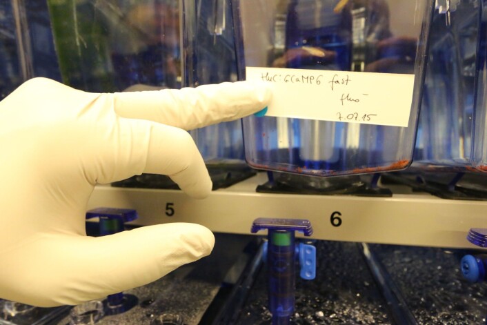 Hver fisketank har detaljert informasjon om den genetisk modifiserte fisken inni. (Foto: Nancy Bazilchuk, NTNU) Hver fisketank har detaljert informasjon om den genetisk modifiserte fisken inni. (Foto: Nancy Bazilchuk, NTNU)