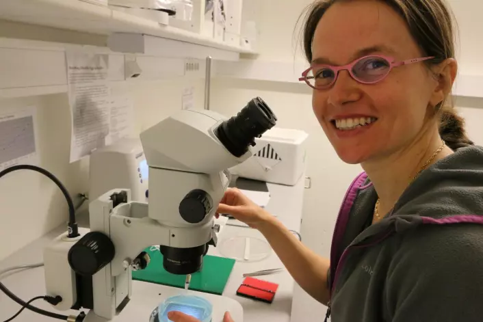 Nathalie Jurisch-Yaksi jobber sammen med leger for å utvikle genmodifisert sebrafisk som vil bidra til å belyse hjernesykdommer som epilepsi. (Foto: Nancy Bazilchuk, NTNU)