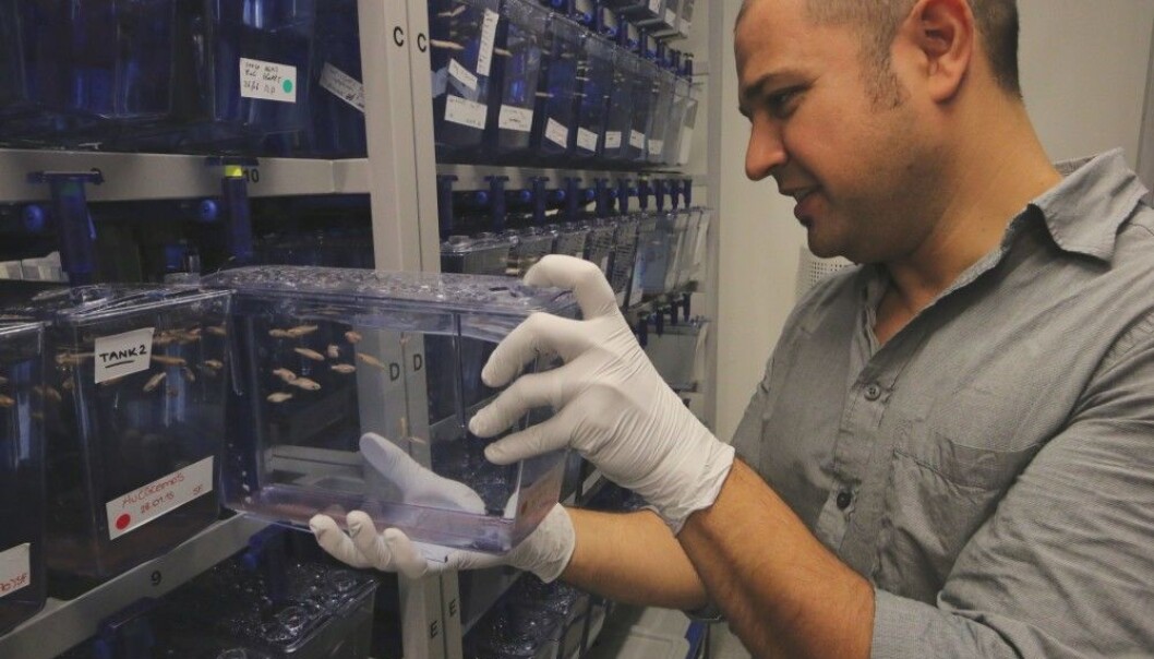 Emre Yaksi og forskergruppen har rundt 90 genetiske varianter av sebrafisk. (Foto: Nancy Bazilchuk, NTNU) Emre Yaksi og forskergruppen har rundt 90 genetiske varianter av sebrafisk. (Foto: Nancy Bazilchuk, NTNU)