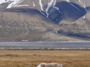 Reindeer at Svalbard. (Photo: iStockphoto) Reindeer at Svalbard. (Photo: iStockphoto)