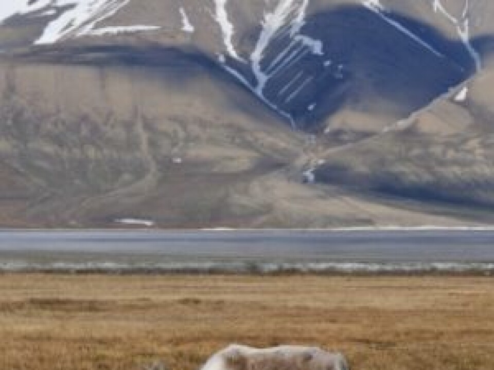 Reindeer at Svalbard. (Photo: iStockphoto)