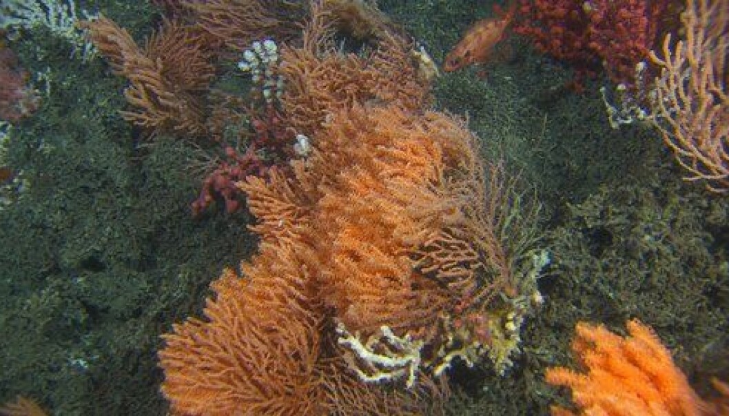 Oppdaget nytt korallrev utenfor Nordland