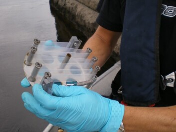 This passive sampler is made from thin sheet of silicone that can absorb contaminants dissolved in water. (Photo: Ian Allan, NIVA) This passive sampler is made from thin sheet of silicone that can absorb contaminants dissolved in water. (Photo: Ian Allan, NIVA)
