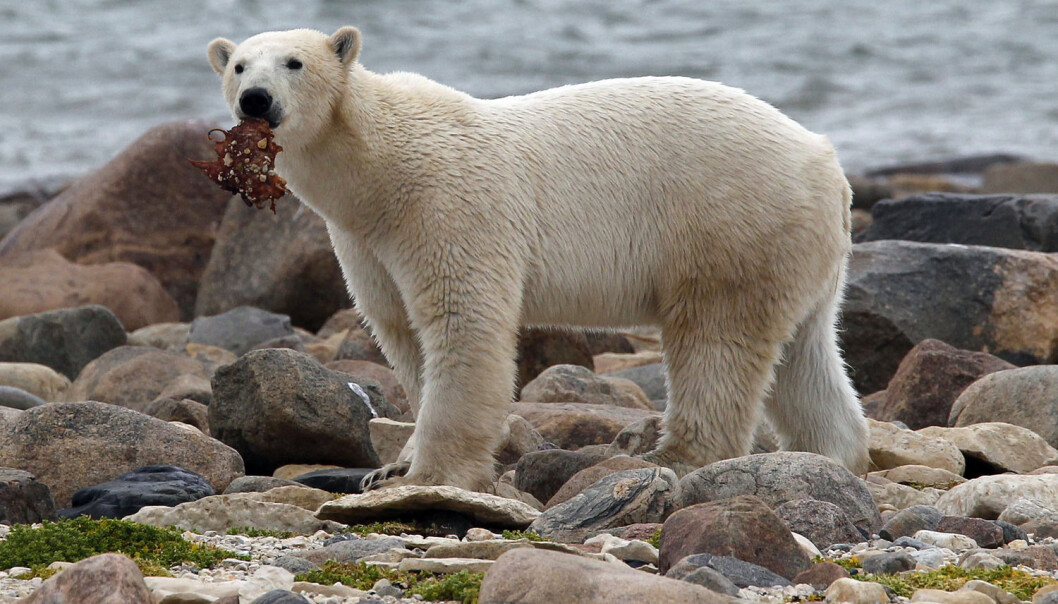 En isbjørn med mat i munnen i Hudson Bay i Canada. Bildet er fra 2010. (Foto: Chris Wattie/Reuters) En isbjørn med mat i munnen i Hudson Bay i Canada. Bildet er fra 2010. (Foto: Chris Wattie/Reuters)