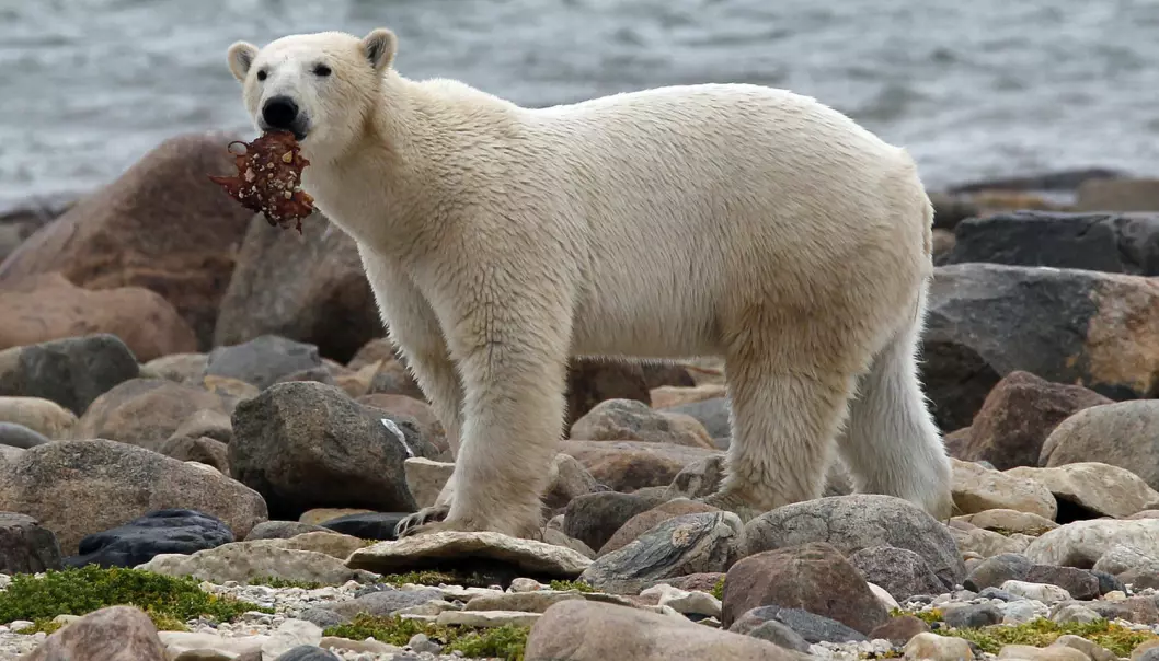 Kan isbjørnen klare seg uten isen?
