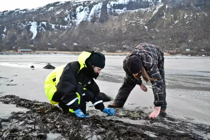Nibio-forsker Margarita Novoa-Garrido og kollega Christian Bruckner samler prøver i Løpsvika utenfor Bodø. (Foto: Trude Landstad)