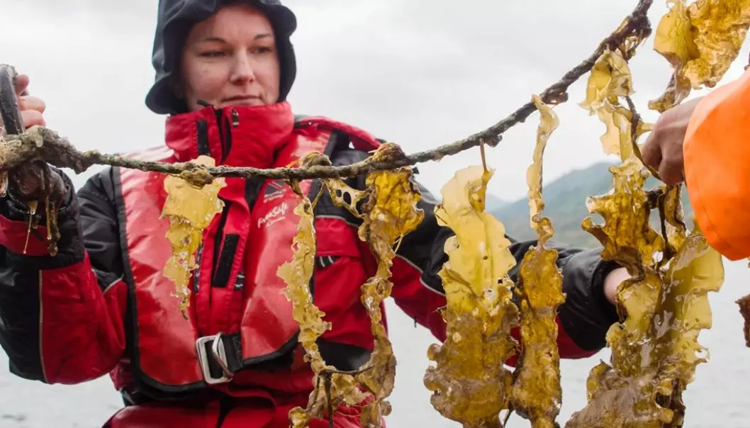 Forskere ved Nibio mener det er et stort potensial for grønt havbruk i Norge. Celine Rebours jobber med tareplante som kanskje kan ta rollen som framtidas potet for «havbonden». (Foto: R.V. Pedersen)