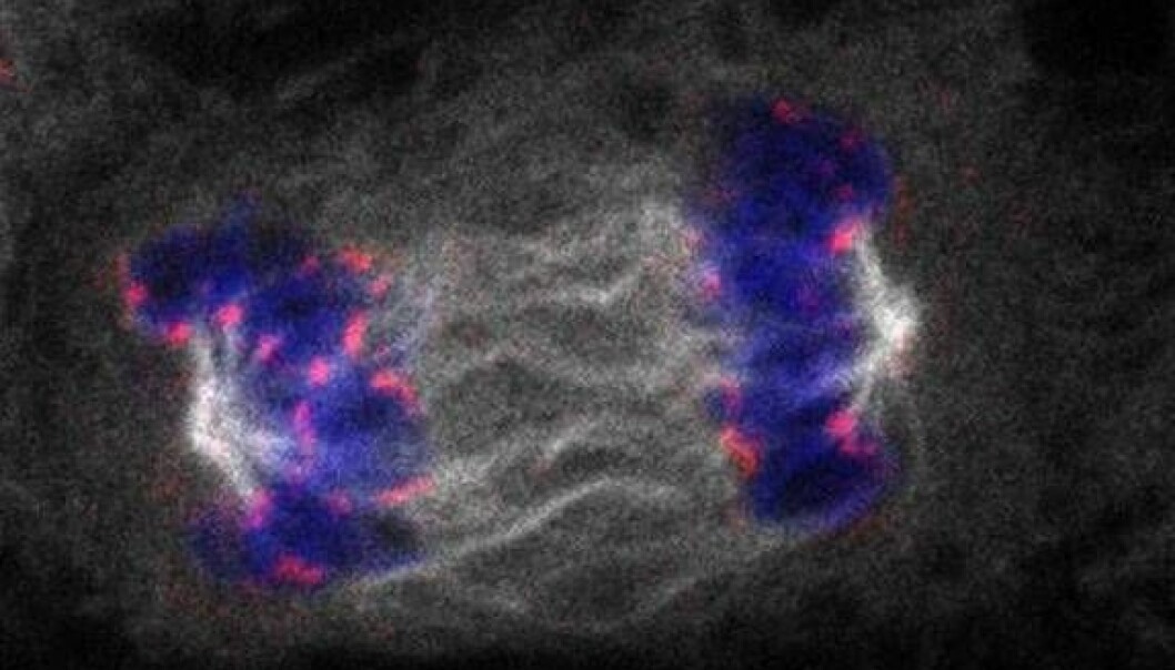 Ved celledeling deler DNA-et seg på to datterkjerner. Forskerne har nå oppdaget noen nye proteiner som sørger for at kablene blir kuttet og at hullene etter disse blir tettet. Proteinene viser seg å være veldig viktige for at arvematerialet vårt skal bli ført videre uten skade.  (Foto: Marina Vietri)