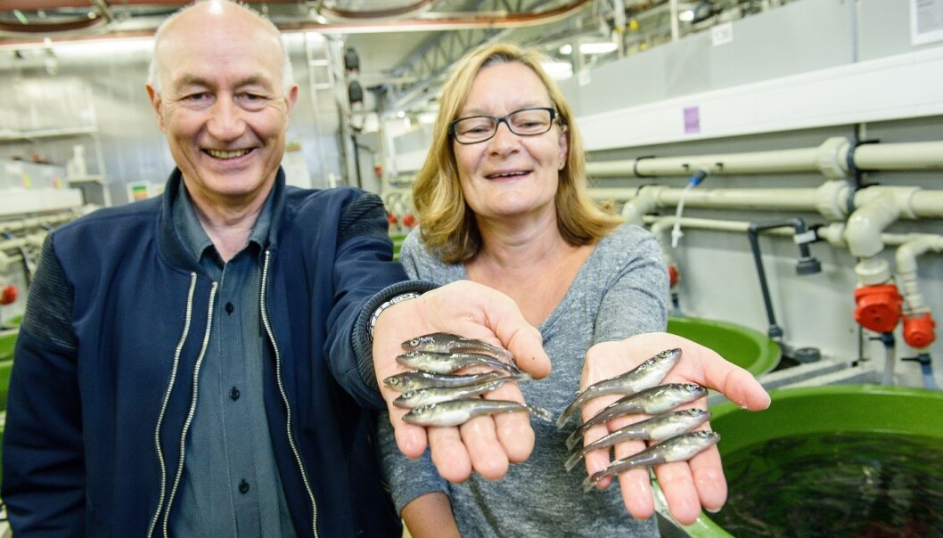 Se så fin torskeyngel! Leder for torskeavlsprogrammet, Atle Mortensen, og leder for forskningsstasjonen, Tove K. Hansen, er stolt over å ha vist at potensielt all torsk kan overleve yngelfasen når alt klaffer. (Foto: Lars Åke Andersen, Nofima) Se så fin torskeyngel! Leder for torskeavlsprogrammet, Atle Mortensen, og leder for forskningsstasjonen, Tove K. Hansen, er stolt over å ha vist at potensielt all torsk kan overleve yngelfasen når alt klaffer. (Foto: Lars Åke Andersen, Nofima)