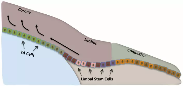Stamcellene er lokalisert i hornhinnens periferi, limbus. De fornyer hornhinnens ytterste lag. (Foto: (Illustrasjon: Amer Sehic, Det odontologiske fakultet, UiO))