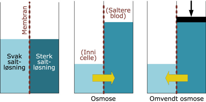 Slik virker osmose. Til venstre: En svak saltløsning er skilt fra en sterk saltløsning med et membran som bare slipper gjennom vann, ikke salt. Det kalles et semipermeabelt membran.
I midten: Når vi drikker saltvann, blir blodet mer salt enn inni cellene. De to løsningene "vil" gjerne bli like sterke, like salte. Derfor trykkes vannet fra den minst salte oppløsningen inne i cella og ut i det saltere blodet. Cellene tørker ut. Trykket kalles osmotisk trykk. Det er vist med en gul pil. Trykket får den salteste vannsøylen til å stige og overvinne tyngdekraften.
Til høyre: I avsaltningsanlegget lager pumper et motsatt trykk som er sterkere enn det osmotiske trykket. Dermed trykkes vannet ut av havvannet med sterkeste saltløsningen og inn i tanken med ferskvann. (Foto: (Figur: Starsend, Creative Commons Attribution-Share Alike 3.0 Unported license, bearbeidet av forskning.no)) Slik virker osmose. Til venstre: En svak saltløsning er skilt fra en sterk saltløsning med et membran som bare slipper gjennom vann, ikke salt. Det kalles et semipermeabelt membran.
I midten: Når vi drikker saltvann, blir blodet mer salt enn inni cellene. De to løsningene "vil" gjerne bli like sterke, like salte. Derfor trykkes vannet fra den minst salte oppløsningen inne i cella og ut i det saltere blodet. Cellene tørker ut. Trykket kalles osmotisk trykk. Det er vist med en gul pil. Trykket får den salteste vannsøylen til å stige og overvinne tyngdekraften.
Til høyre: I avsaltningsanlegget lager pumper et motsatt trykk som er sterkere enn det osmotiske trykket. Dermed trykkes vannet ut av havvannet med sterkeste saltløsningen og inn i tanken med ferskvann. (Foto: (Figur: Starsend, Creative Commons Attribution-Share Alike 3.0 Unported license, bearbeidet av forskning.no))