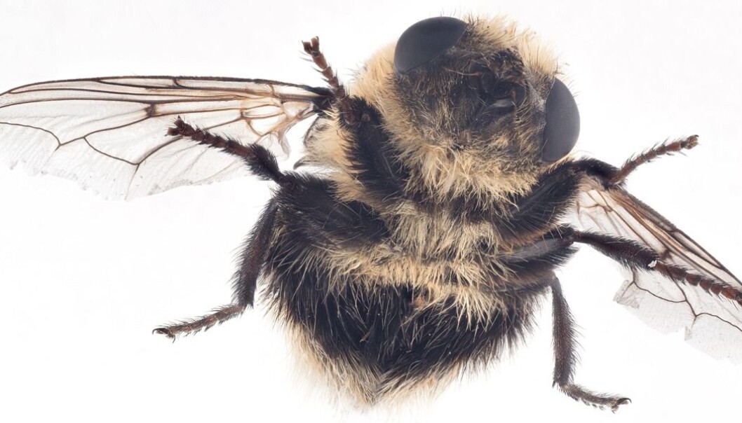 Elgbrems (Cephenemyia ulrichii) funnet i Soknedal. (Foto: Arnstein Staverløkk, NINA) Elgbrems (Cephenemyia ulrichii) funnet i Soknedal. (Foto: Arnstein Staverløkk, NINA)